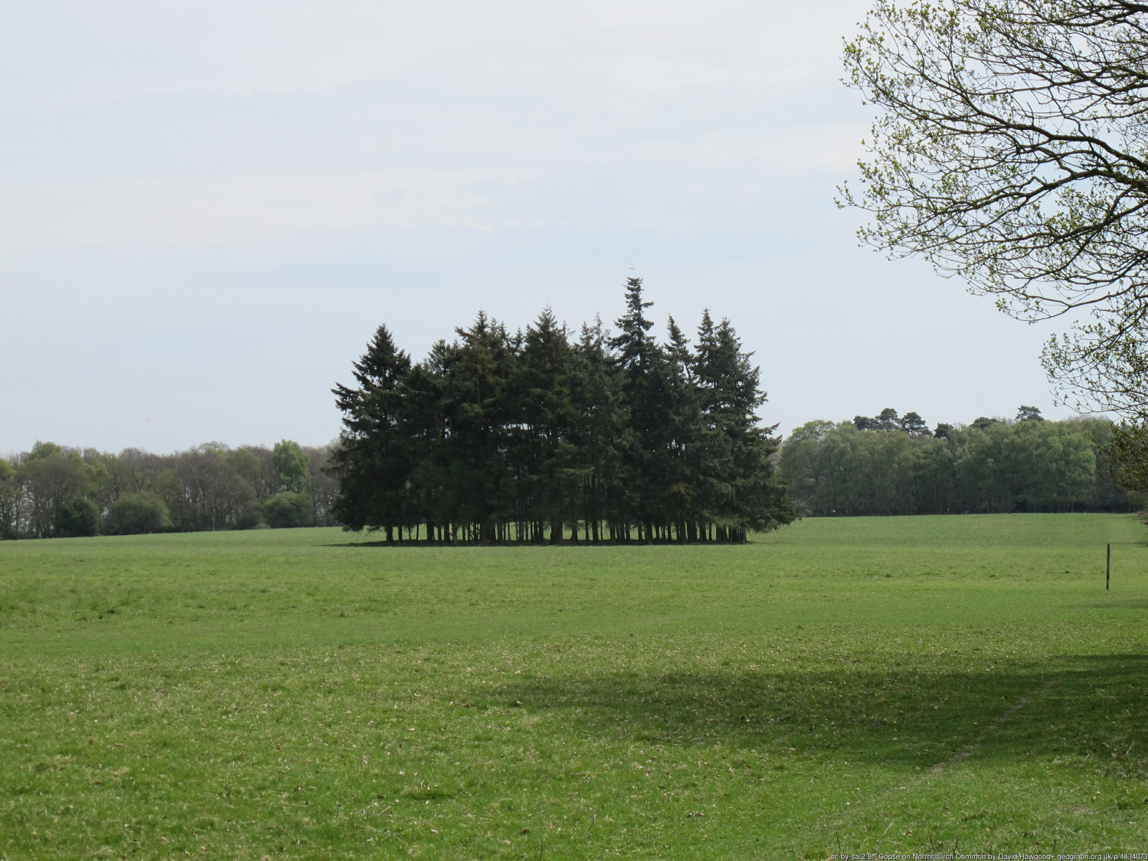 Northchurch Common geograph-1834073-by-David-Hawgood.jpg